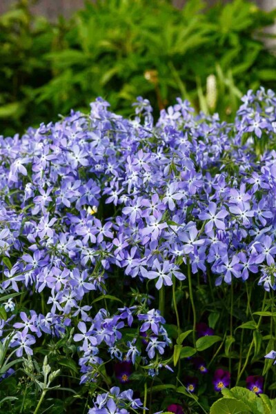 Vlambloem Phlox divaricata 5-10 pot P9 Phlox divaricata