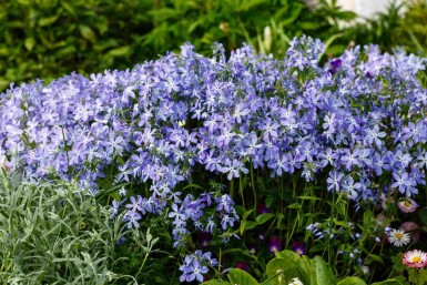 Phlox divaricata