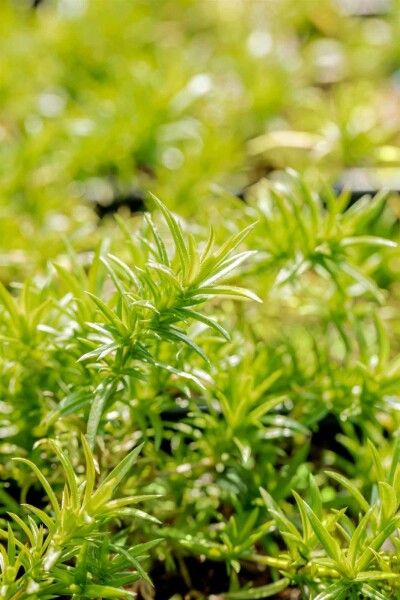 Phlox subulata 'Moerheimii'