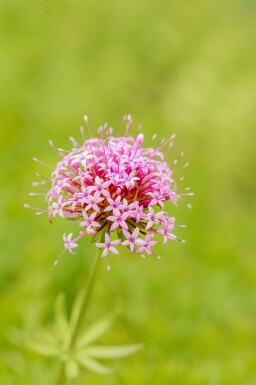 Perzische kruisjesplant Phuopsis stylosa 5-10 pot P9 Phuopsis stylosa