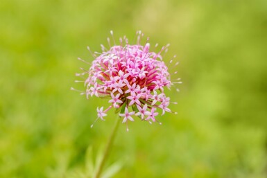 Perzische kruisjesplant Phuopsis stylosa 5-10 pot P9 Phuopsis stylosa
