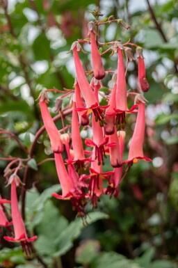 Phygelius capensis