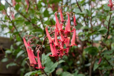 Kaapse fuchsia Phygelius capensis 5-10 pot P9 Phygelius capensis
