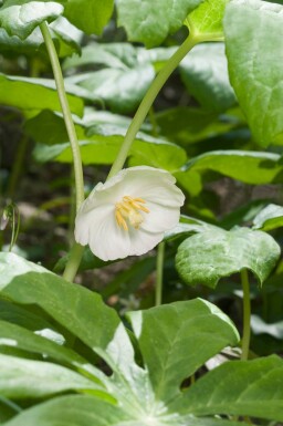 Schildvoetblad Podophyllum peltatum 5-10 pot P9 Podophyllum peltatum