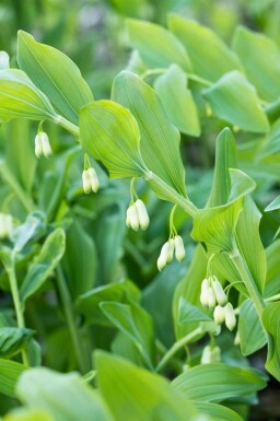 Salomonszegel Polygonatum multiflorum 5-10 pot P9 Polygonatum multiflorum