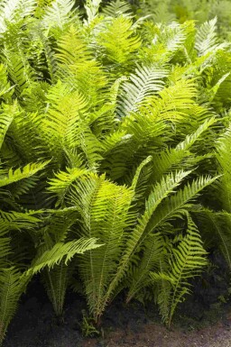 Naaldvaren Polystichum aculeatum 5-10 pot P9 Polystichum aculeatum