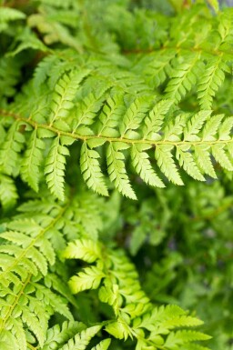 Naaldvaren Polystichum aculeatum 5-10 pot P9 Polystichum aculeatum