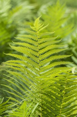 Polystichum aculeatum