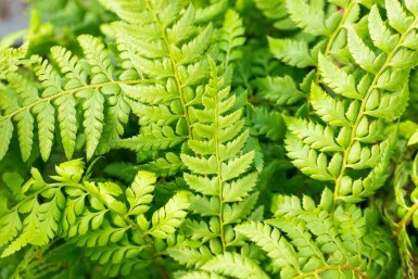 Polystichum aculeatum