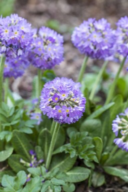 Bolprimula Primula denticulata 5-10 pot P9 Primula denticulata