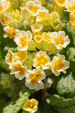 Sleutelbloem Primula veris 5-10 pot P9 Primula veris