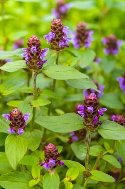 Brunel Prunella vulgaris 5-10 pot P9 Prunella vulgaris