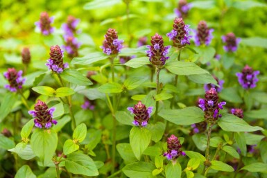 Brunel Prunella vulgaris 5-10 pot P9 Prunella vulgaris