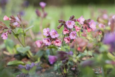 Longkruid Pulmonaria officinalis 5-10 pot P9 Pulmonaria officinalis