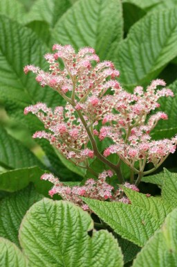 Rodgersia henrici