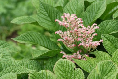 Rodgersia henrici