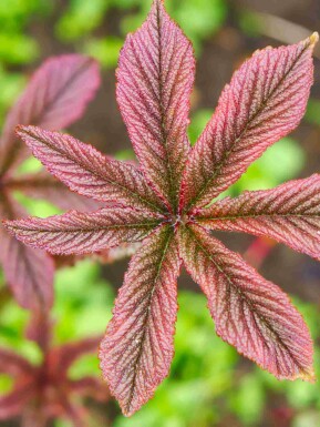 Rodgersia pinnata 'Chocolate Wings'