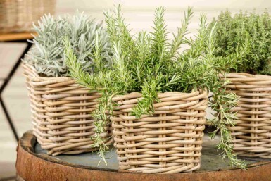 Rozemarijn Rosmarinus officinalis 'Prostratus' 5-10 pot P9 Rosmarinus officinalis 'Prostratus'