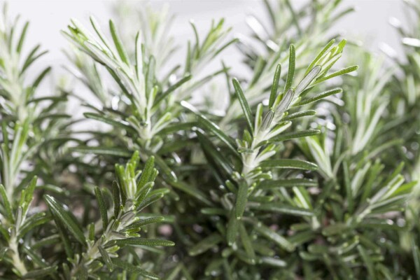 Rosmarinus off. 'Prostratus'| Kruip rozemarijn | Vaste plant - De