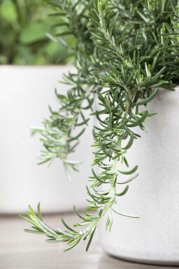 Rosmarinus officinalis 'Prostratus'
