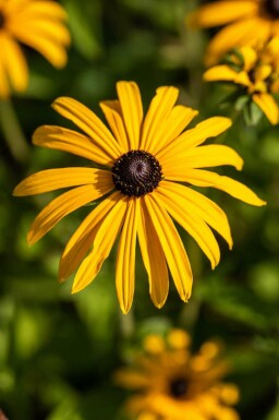 Rudbeckia fulgida var deamii