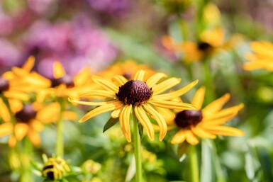 Rudbeckia fulgida 'Little Goldstar'