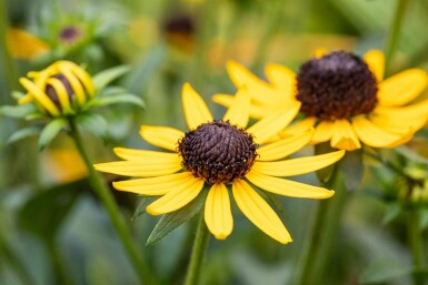 Rudbeckia fulgida 'Little Goldstar'