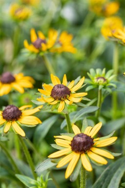 Rudbeckia fulgida 'Little Goldstar'