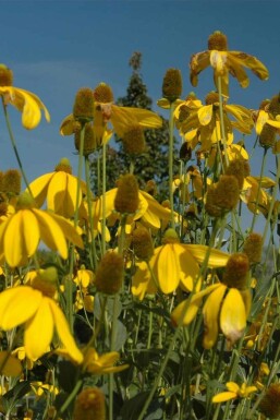 Rudbeckia nitida 'Herbstsonne'