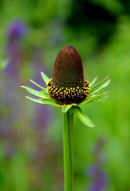 Rudbeckia occidentalis 'Green Wizard'
