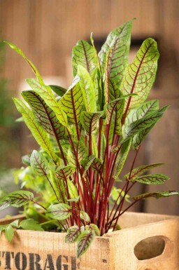 Bloedzuring Rumex sanguineus 5-10 pot P9 Rumex sanguineus