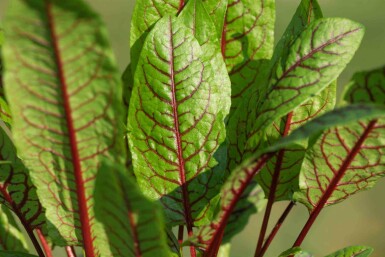 Bloedzuring Rumex sanguineus 5-10 pot P9 Rumex sanguineus