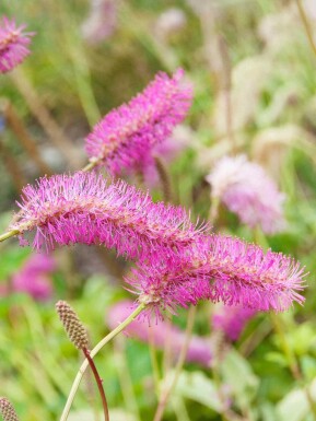 Rode pimpernel Sanguisorba obtusa 5-10 pot P9 Sanguisorba obtusa