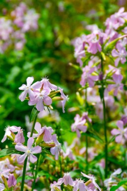 Saponaria officinalis