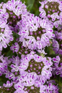Satureja montana