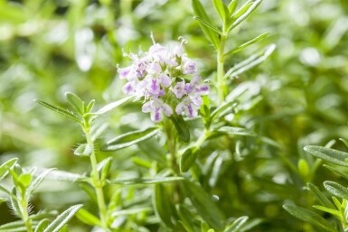 Satureja montana