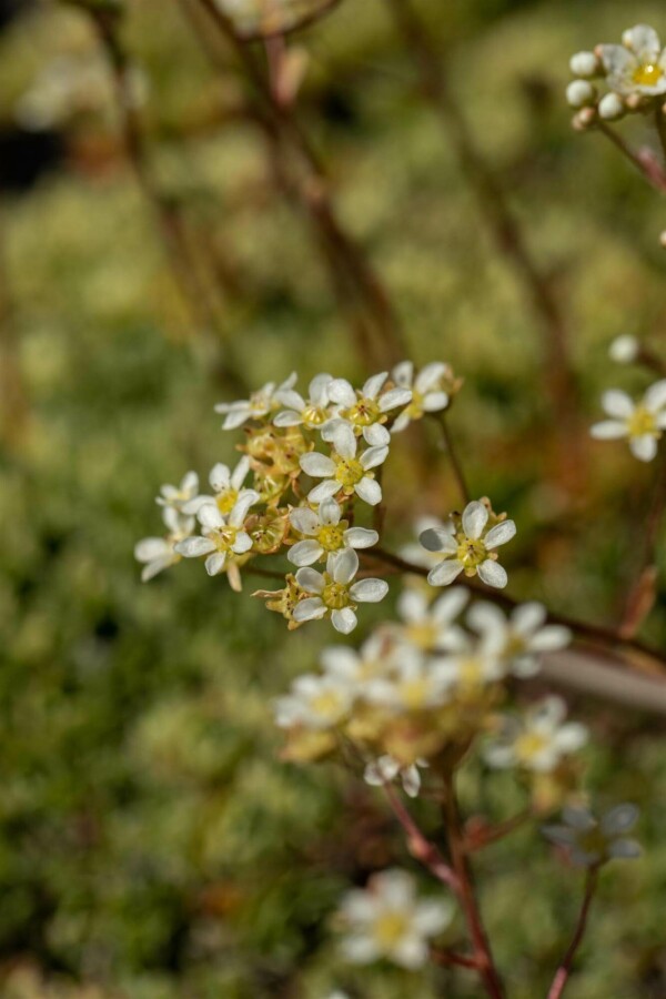 Steenbreek Saxifraga paniculata 5-10 pot P9 Saxifraga paniculata