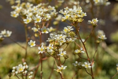 Steenbreek Saxifraga paniculata 5-10 pot P9 Saxifraga paniculata
