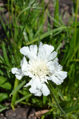 Duifkruid Scabiosa caucasica 'Alba' 5-10 pot P9 Scabiosa caucasica 'Alba'