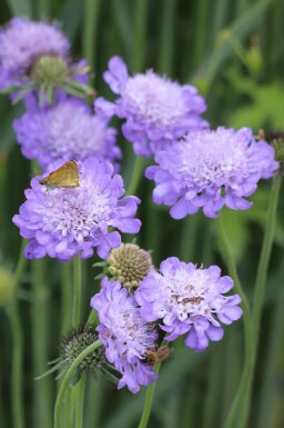 Duifkruid Scabiosa columbaria 'Butterfly Blue' 5-10 pot P9 Scabiosa columbaria 'Butterfly Blue'