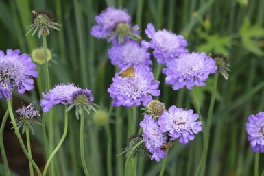 Duifkruid Scabiosa columbaria 'Butterfly Blue' 5-10 pot P9 Scabiosa columbaria 'Butterfly Blue'