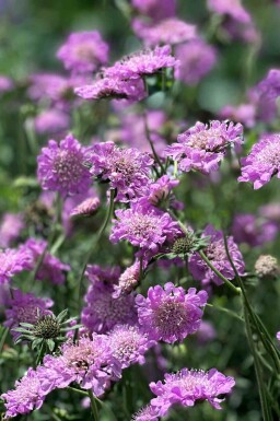 Duifkruid Scabiosa columbaria 'Pink Mist' 5-10 pot P9 Scabiosa columbaria 'Pink Mist'