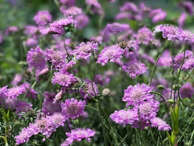 Duifkruid Scabiosa columbaria 'Pink Mist' 5-10 pot P9 Scabiosa columbaria 'Pink Mist'