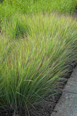 Schizachyrium scoparium 'Standing Ovation'