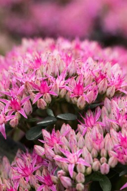 Vetkruid Sedum spectabile 'Carl' 5-10 pot P9 Sedum spectabile 'Carl'