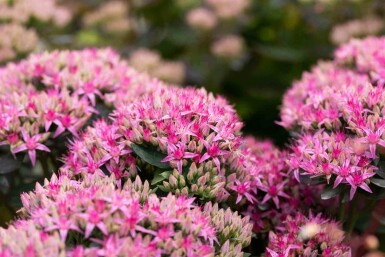 Vetkruid Sedum spectabile 'Carl' 5-10 pot P9 Sedum spectabile 'Carl'