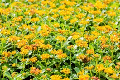 Sedum kamtschaticum