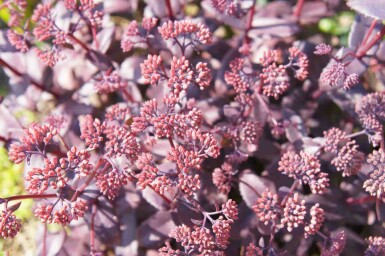 Hemelsleutel Sedum telephium 'Karfunkelstein' 5-10 pot P9 Sedum telephium 'Karfunkelstein'