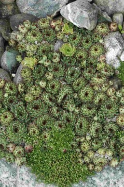 Huislook Sempervivum tectorum 5-10 pot P9 Sempervivum tectorum