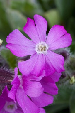 Herfstsilene Silene schafta 5-10 pot P9 Silene schafta